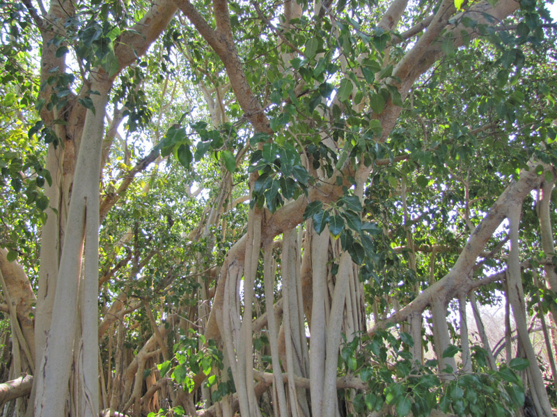 La mangrove à Madagascar