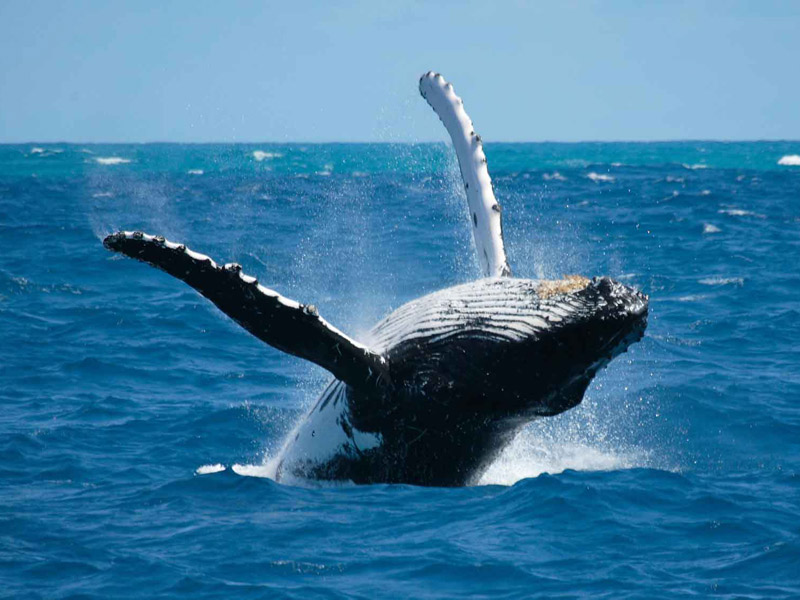 Baleine à bosse, Madagascar, danseuse aquatique au décollage