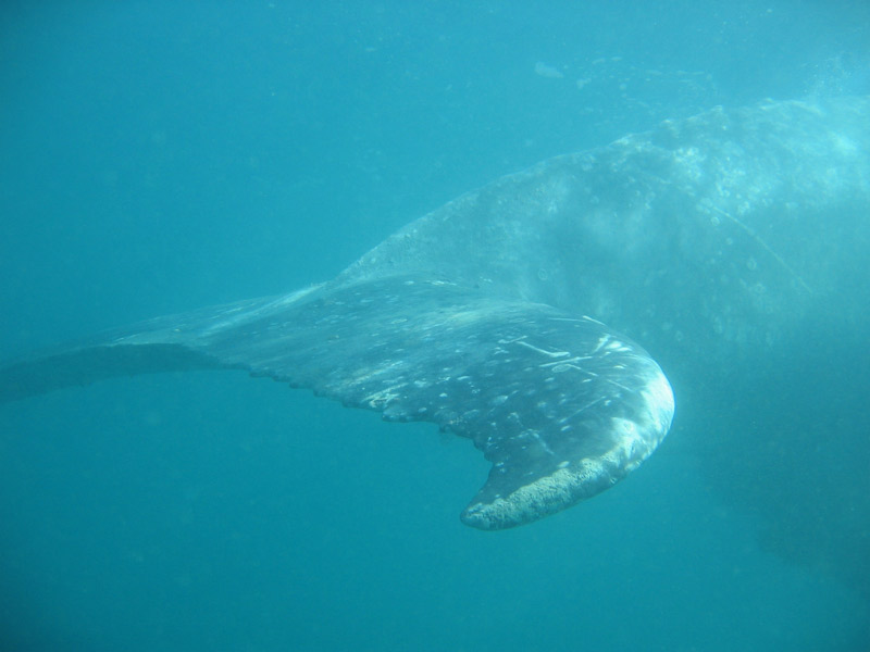 Encore une baleine à bosse, mais subaquatique