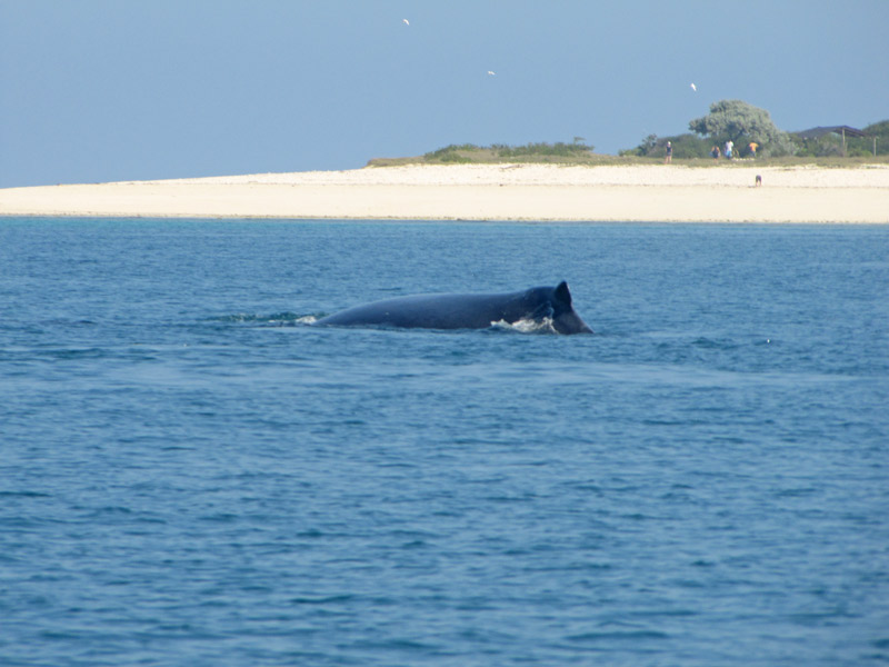 Observation des baleines à Madagascar ? à A-na-ka-o !
