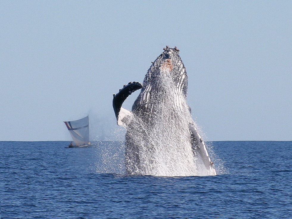 Fusée sur le pas de tir ou baleine malgache turbopropulsée ?