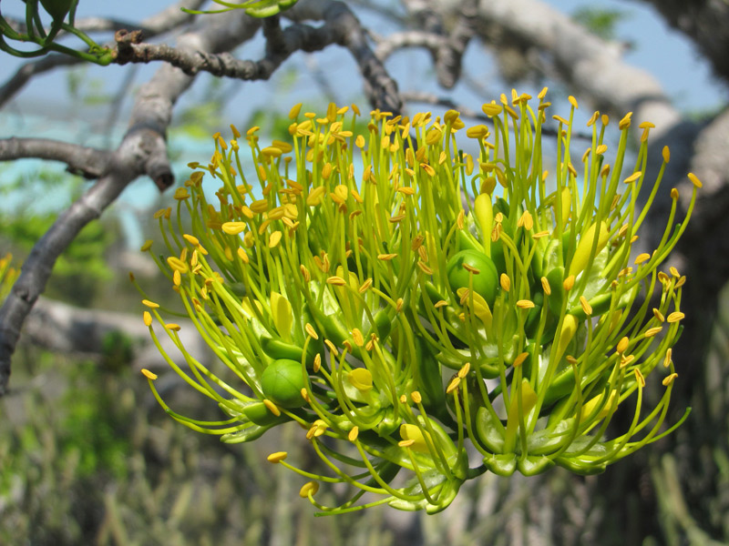 Flore malgache