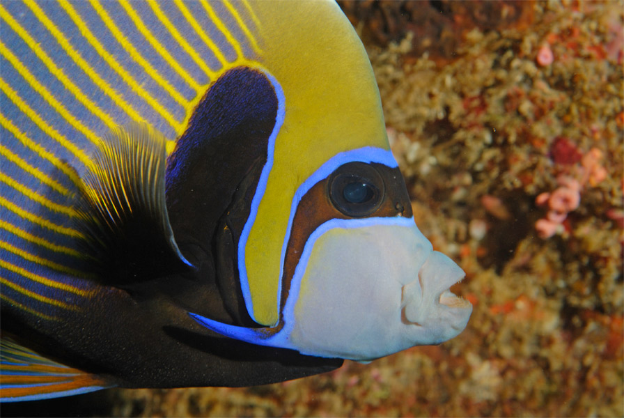 Poisson sympa au détour d'une plongée à Madagascar