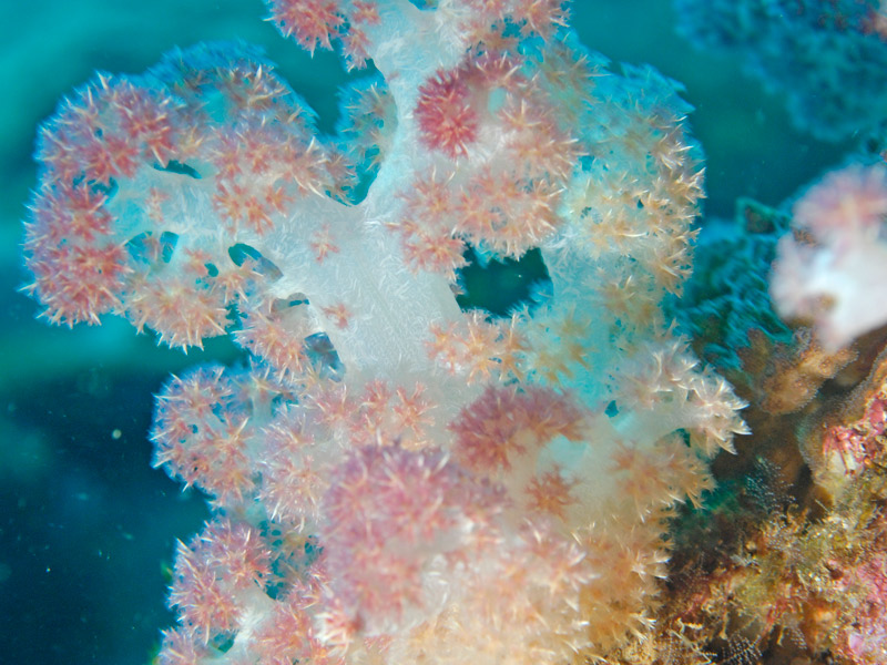 Plonger et admirer le corail de Madagascar à Anakao