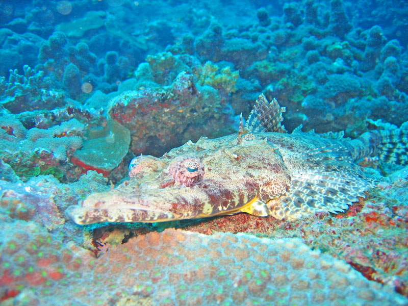 Plongée surprise à Madagascar : faux corail !