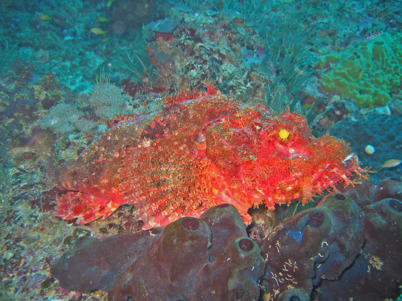 Plonger pour des poissons sur le corail, vive le CMAS