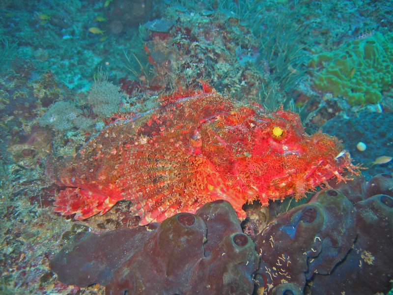 Plonger pour des poissons sur le corail, vive le CMAS