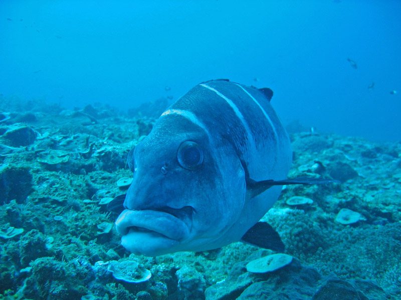 Poisson en plongée dans le grand bleu à Madagascar