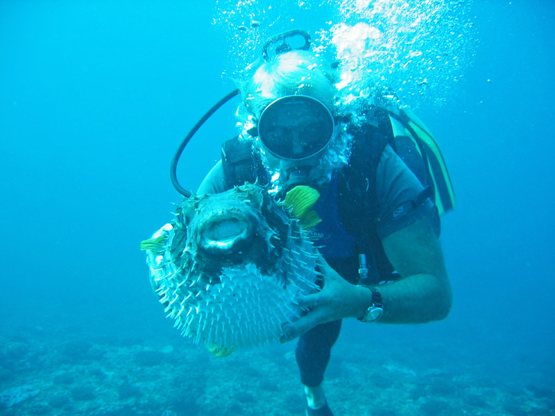 Plongeur avec un poisson épineux dans les mains