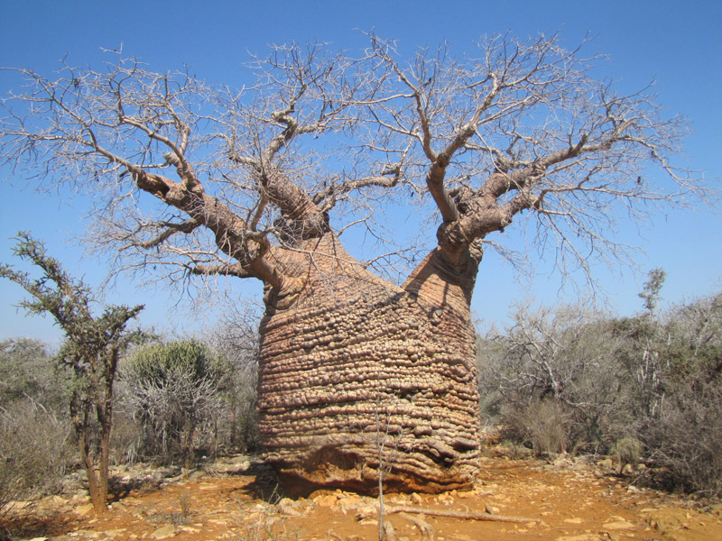 Dans le Parc de Tsimananpetsotsa (sud-ouest de Madagascar)