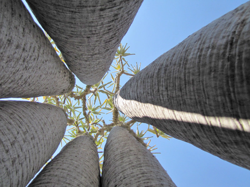 Ronde de baobabs dans le Parc National de Tsimananpetsotsa