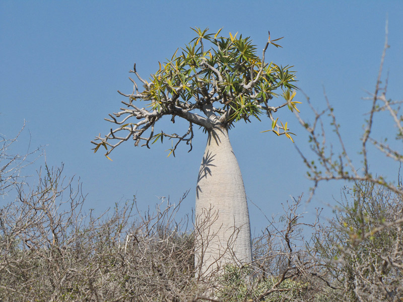 Paysage du Parc de Tsimananpetsotsa à Madagascar